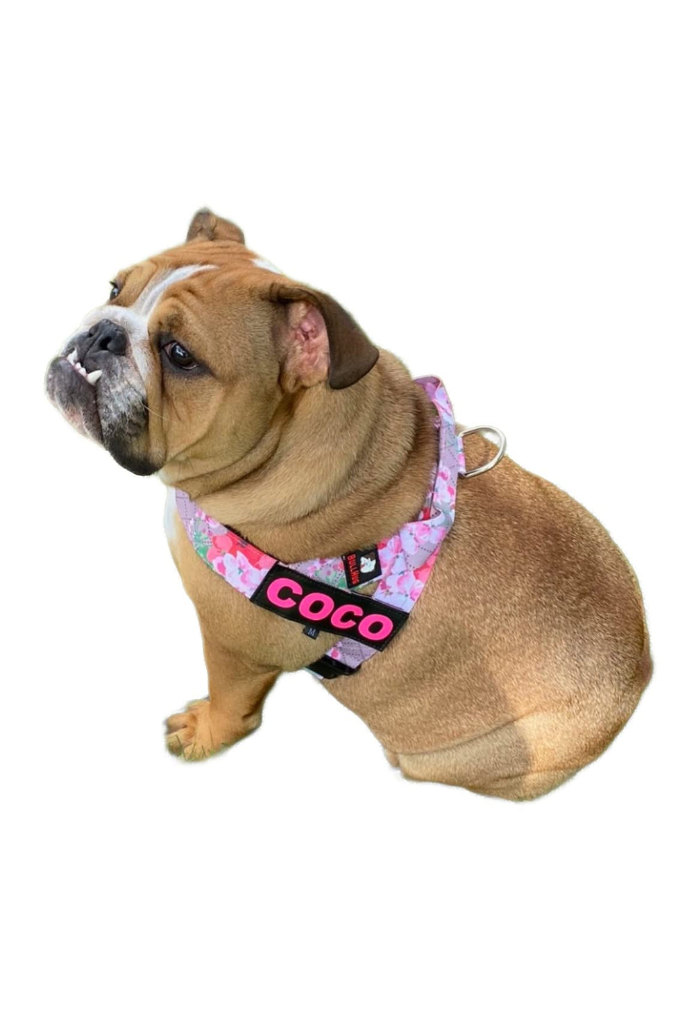 BullHug arnés diseño rosa floral, ideal para paseos diarios.