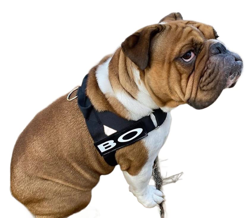 BullHug Arnés: hebilla de alta resistencia para durabilidad.