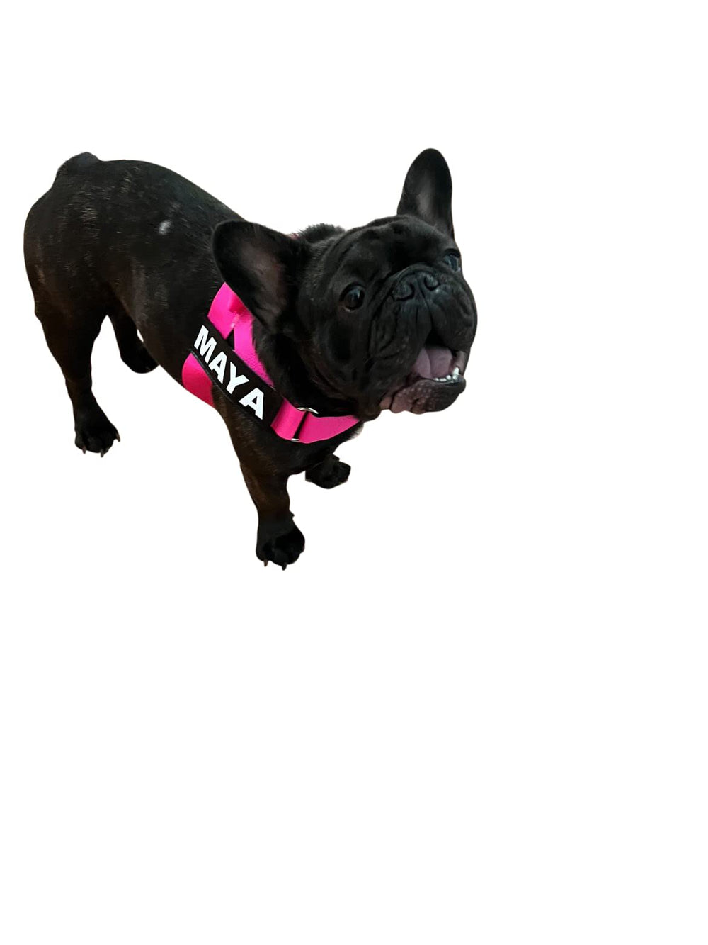BullHug para bulldog: compatible con razas de pecho ancho