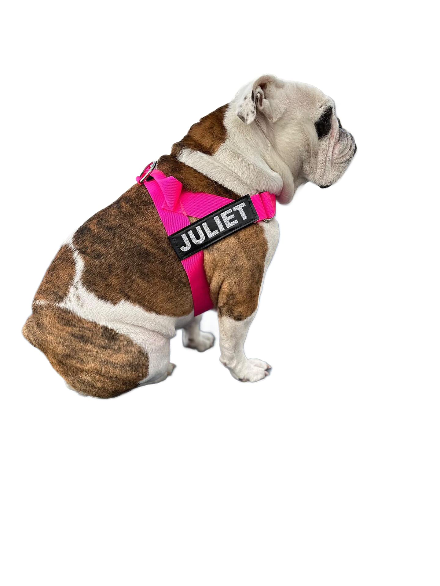 BullHug paseos urbanos: ideal para caminatas con perros grandes