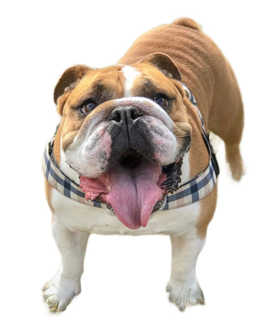 Ajuste cómodo para bulldog de pecho ancho con BullHug