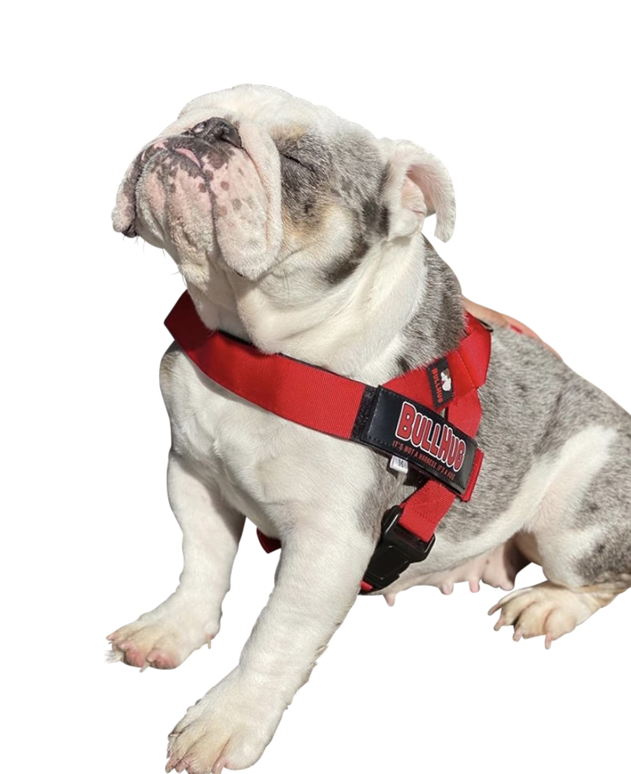 BullHug arnés para perros de pecho amplio, ideal para bulldogs