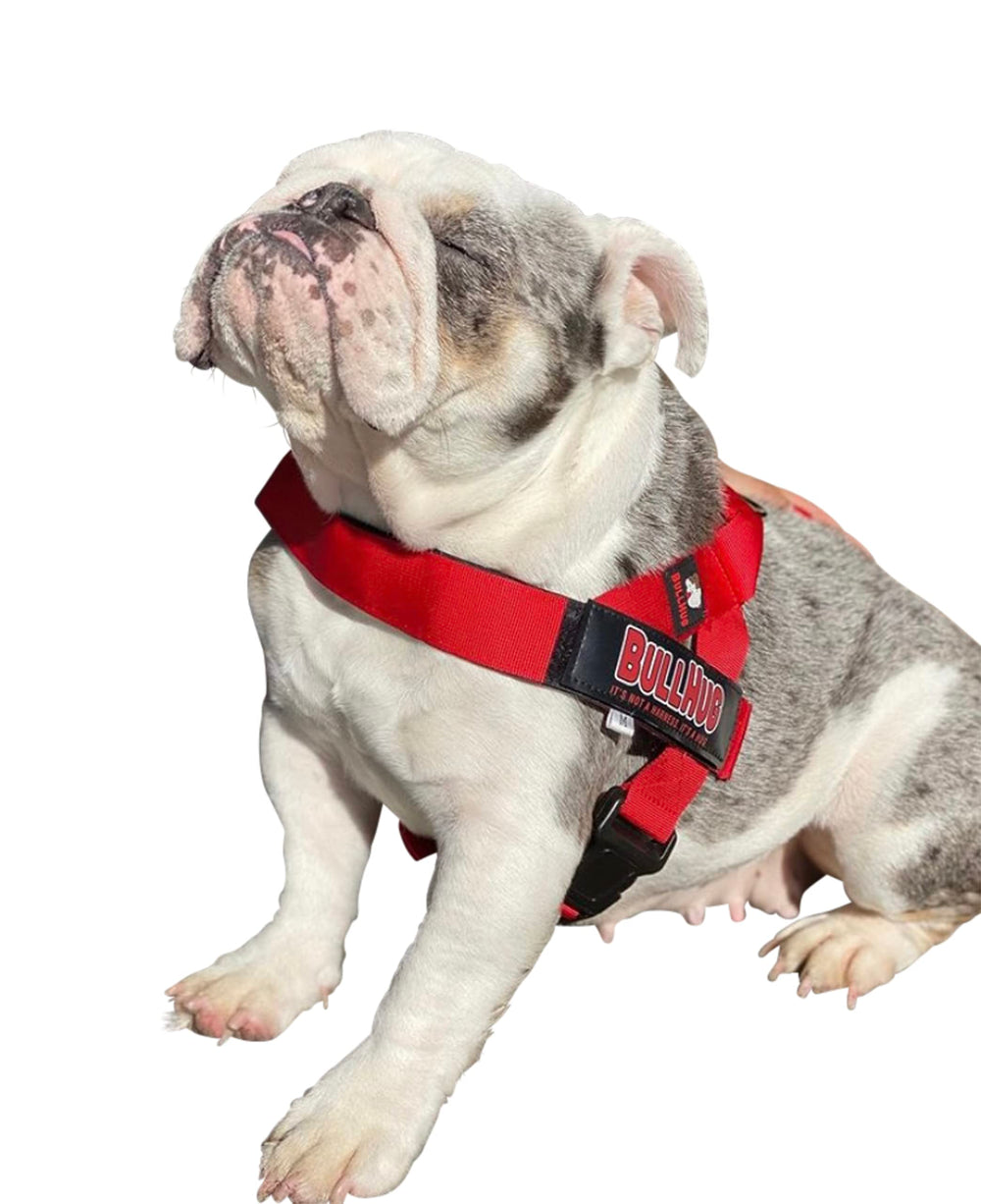 BullHug arnés para perros de pecho amplio, ideal para bulldogs