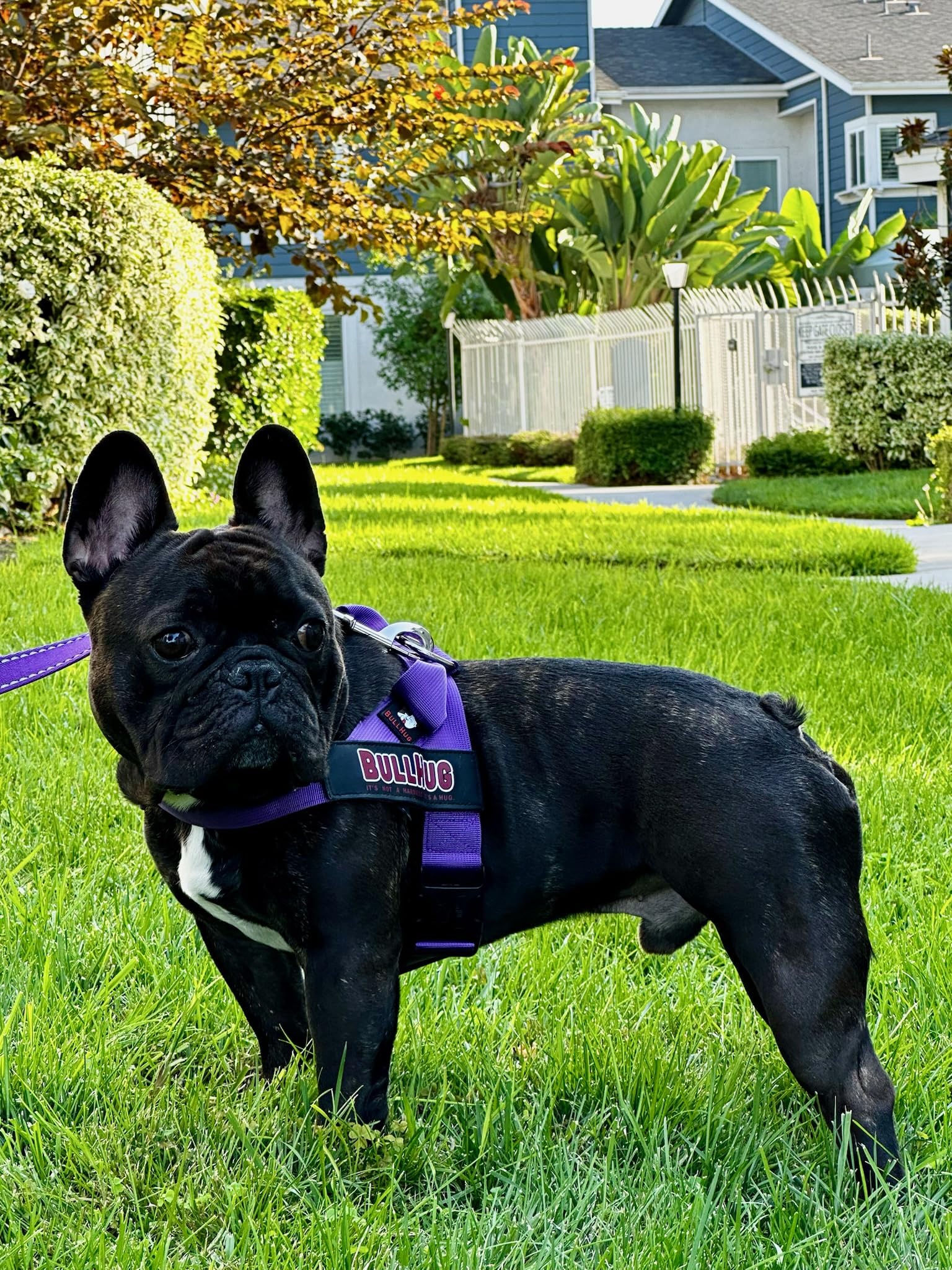 BullHug arnés violeta talla pequeña, color vibrante para perros pequeños.