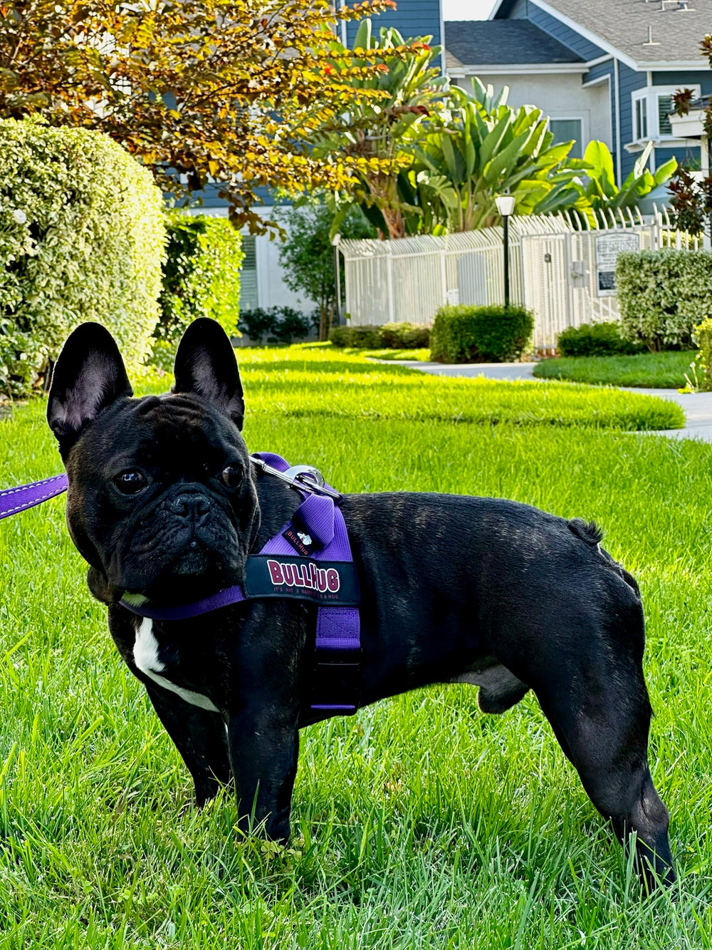 BullHug arnés violeta talla pequeña, color vibrante para perros pequeños.