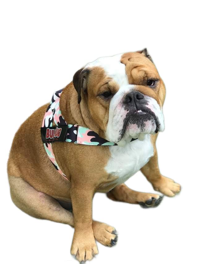 BullHug talla media se ajusta a perros de pecho ancho.