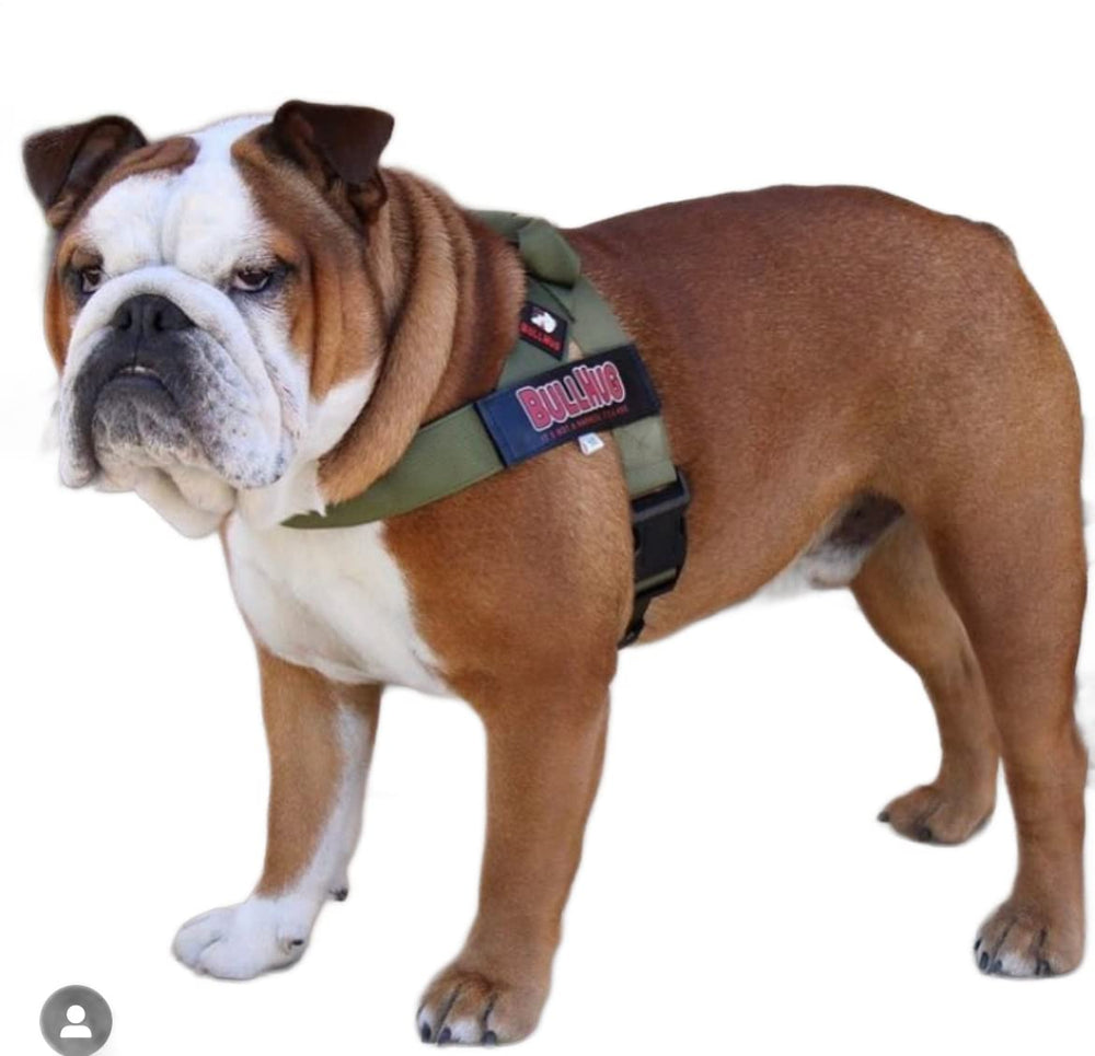 Uso diario de BullHug ideal para bulldogs y razas robustas.