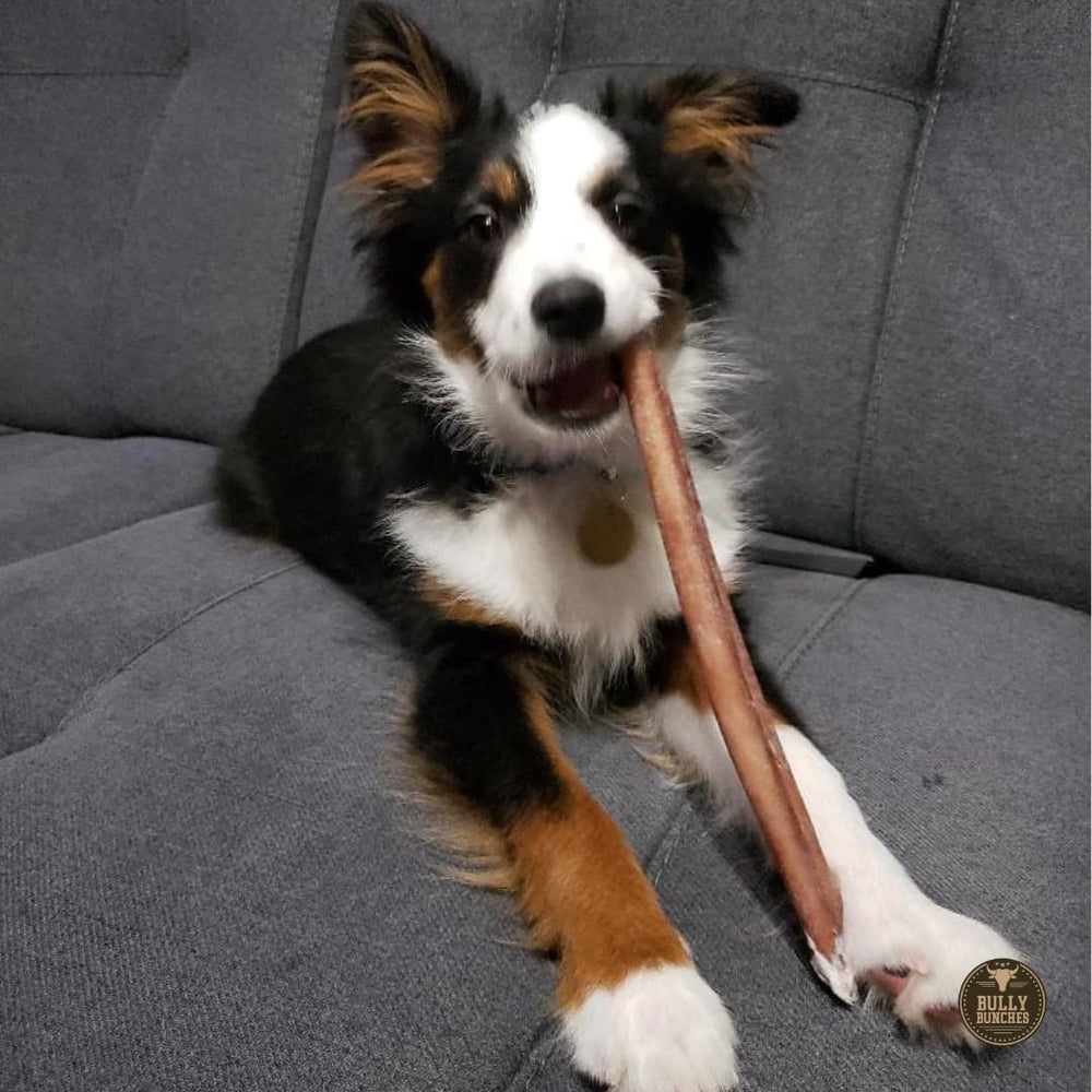 12 pulgadas de tenacidad y sabor a res para perros activos.
