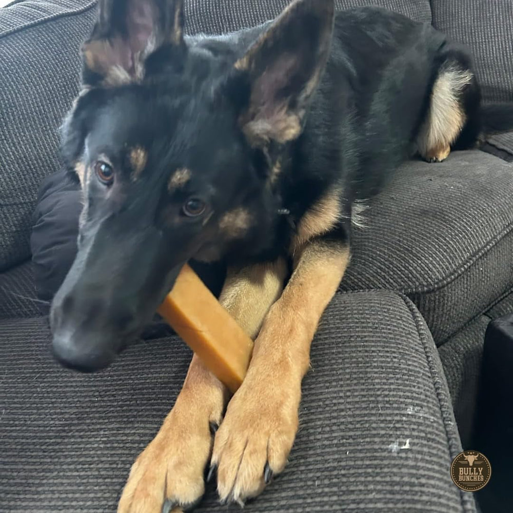 Bully Bunches queso yak ideal para perros grandes durante juegos y descanso