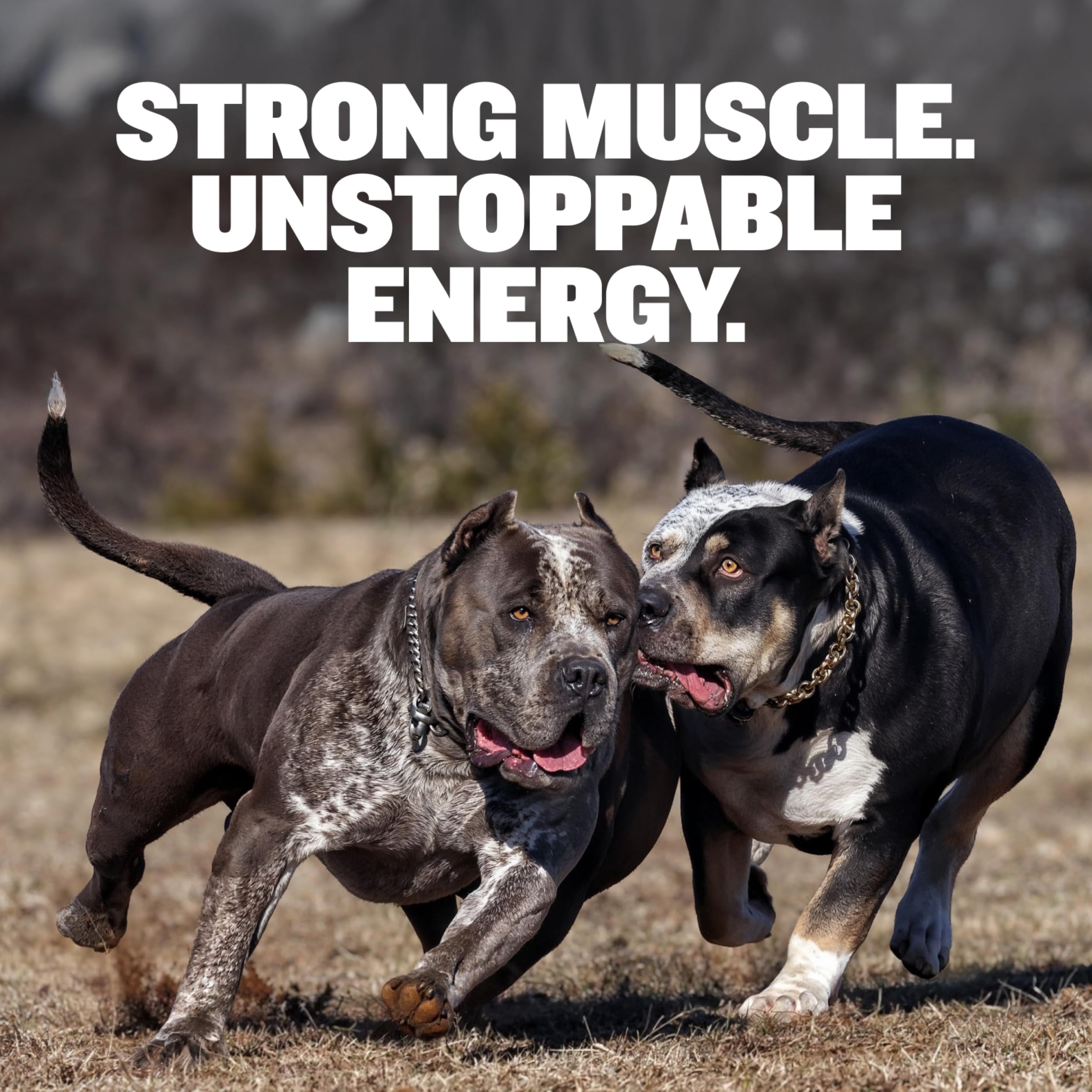 Bully Max alto en proteína para desarrollo muscular en perros