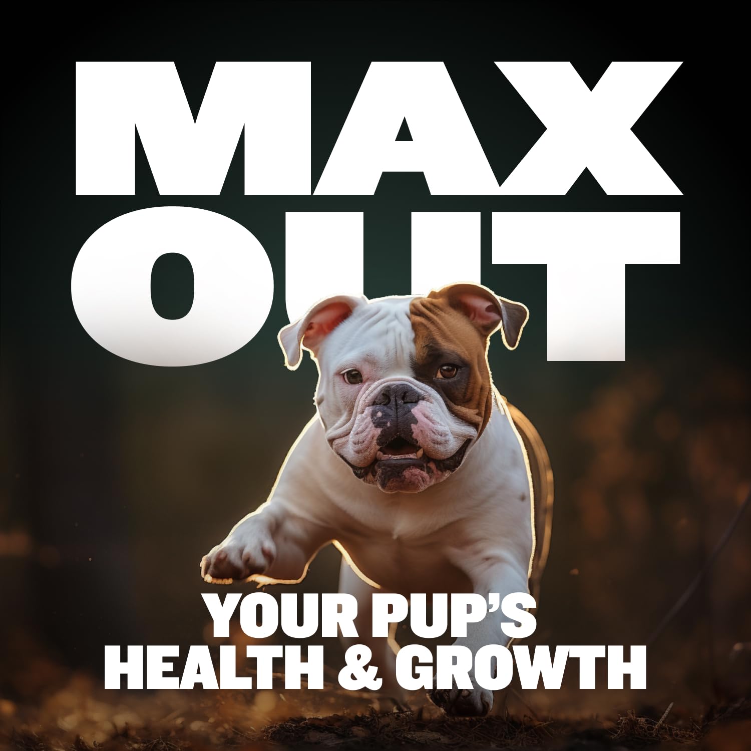 Bully Max probióticos para salud intestinal y absorción de nutrientes.