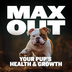 Bully Max probióticos para salud intestinal y absorción de nutrientes.