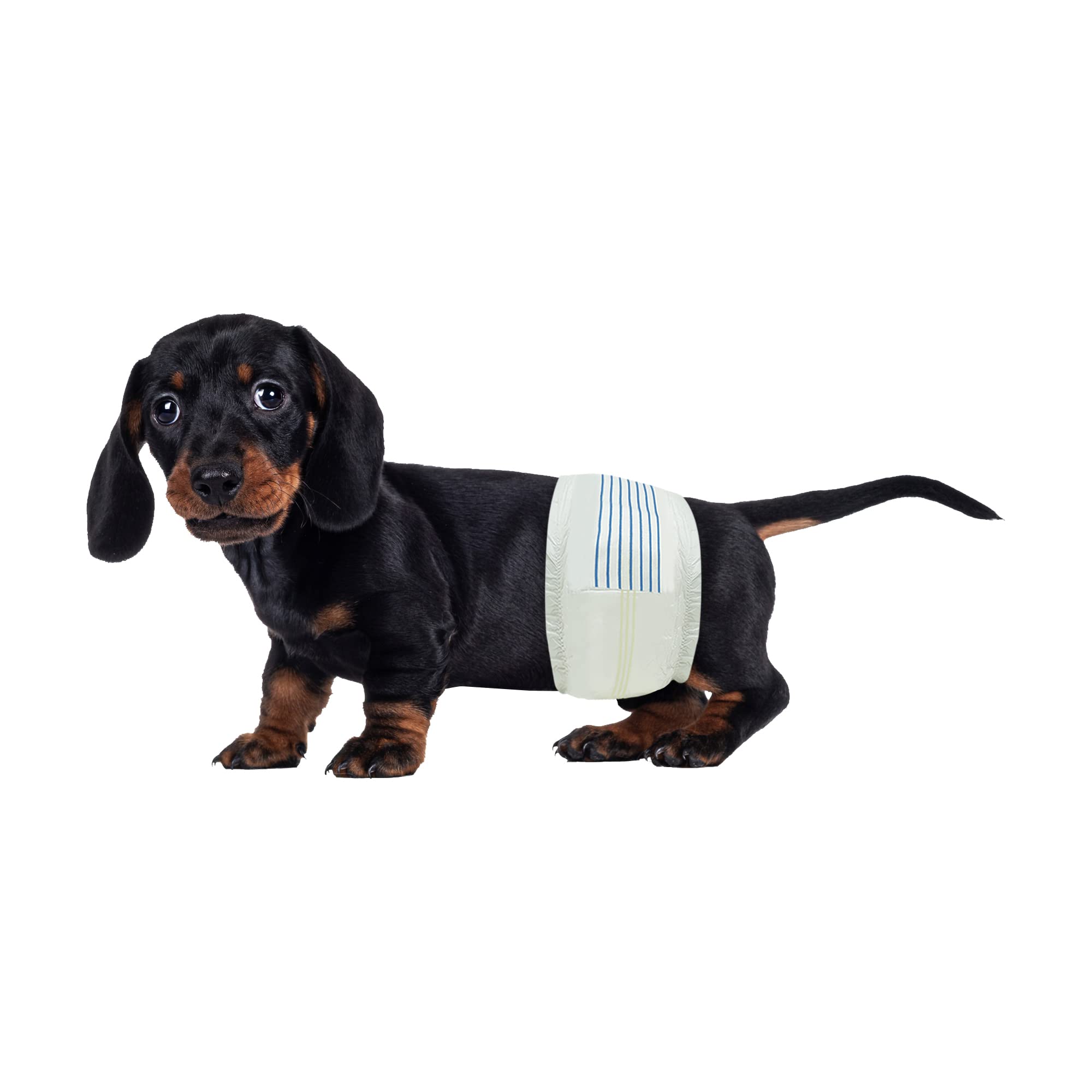 BV Envolturas para Perros Machos Pequeños: ajuste de cintura 30–48 cm, cómodo y seguro.