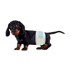 BV Envolturas para Perros Machos Pequeños: ajuste de cintura 30–48 cm, cómodo y seguro.