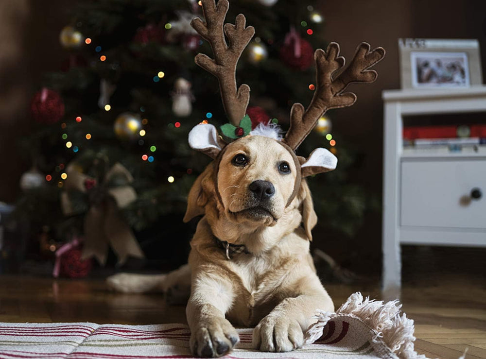 BWOGUE diadema navideña para perros, perfecta para reuniones familiares.