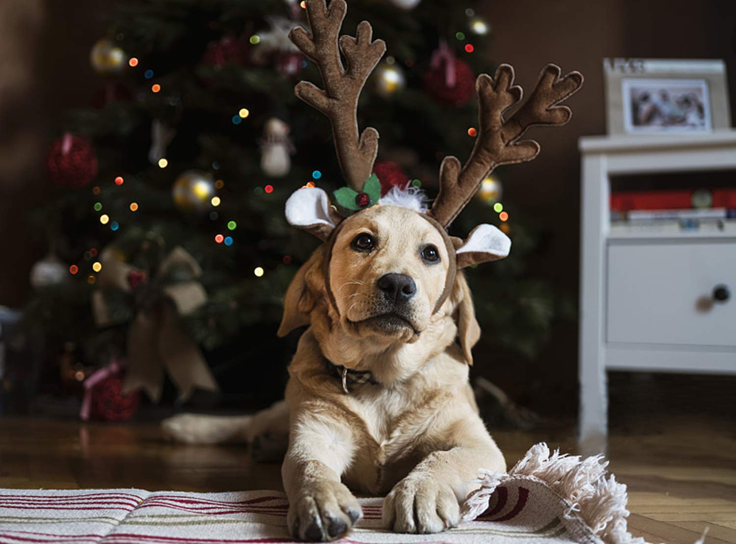 BWOGUE diadema ciervo para perros, ideal para sesiones de fotos navideñas.