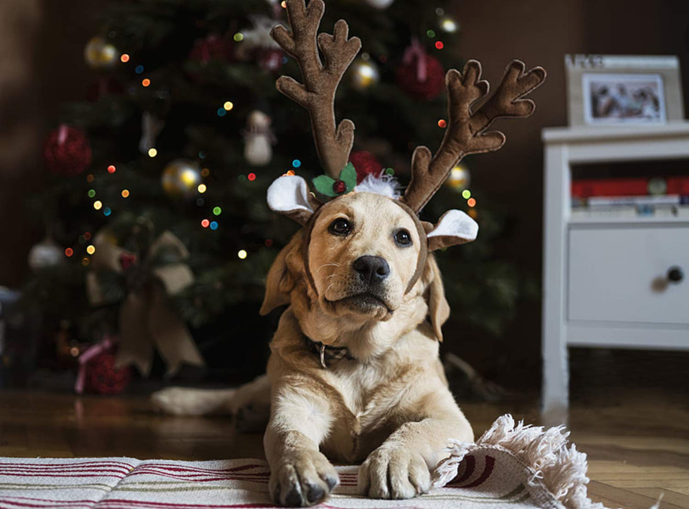 BWOGUE diadema ciervo para perros, ideal para sesiones de fotos navideñas.