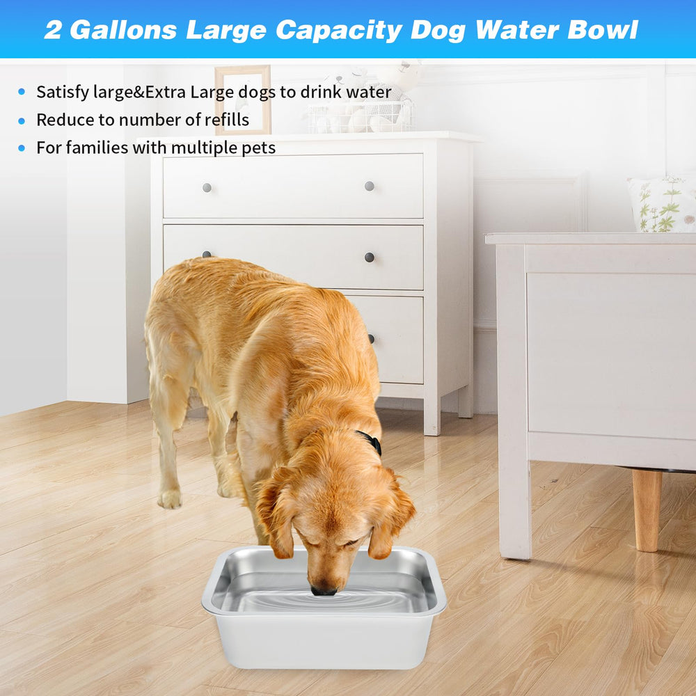 Bwogue tazón alimentacion perro grande para comida húmeda, seca o mezclada.