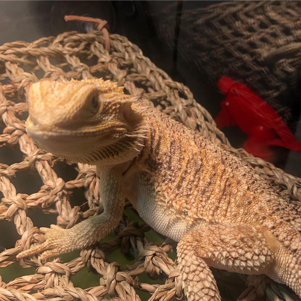 C-Raptile ajuste de altura en terrario para reptiles.