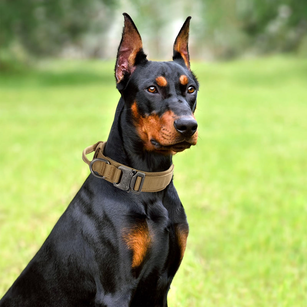 CADONO set-collar-y-leash ideal para entrenamiento básico y paseos diarios.