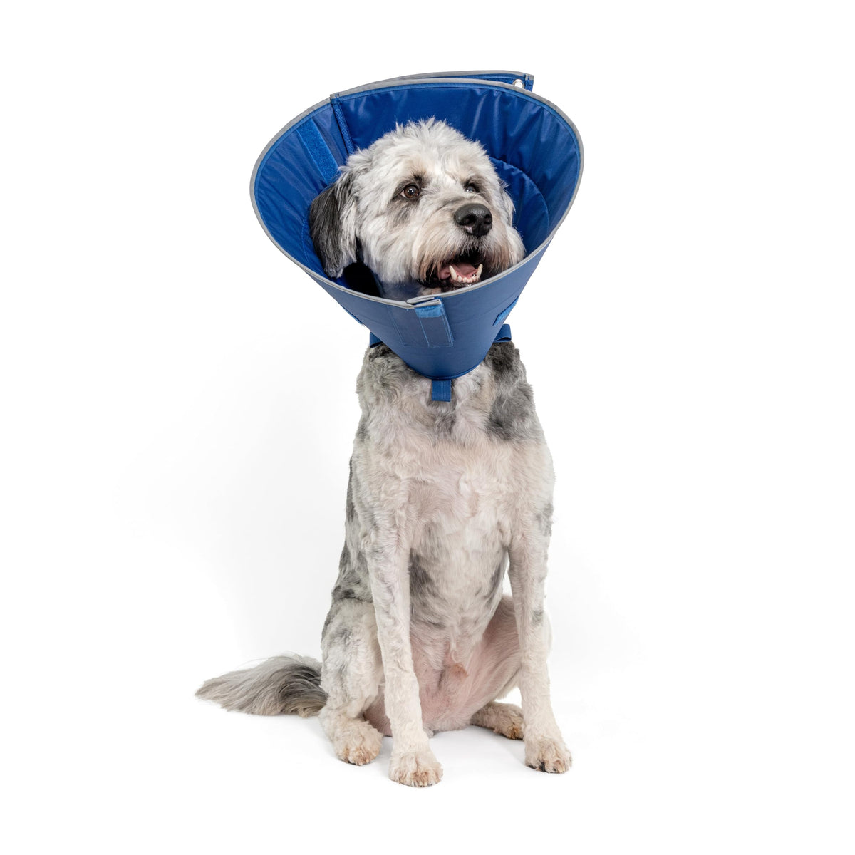 Calm Paws Collar muestra confort y durabilidad para uso diario.