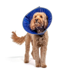 Calm Paws collar cuidado para perro: comodidad constante y ajuste diario.