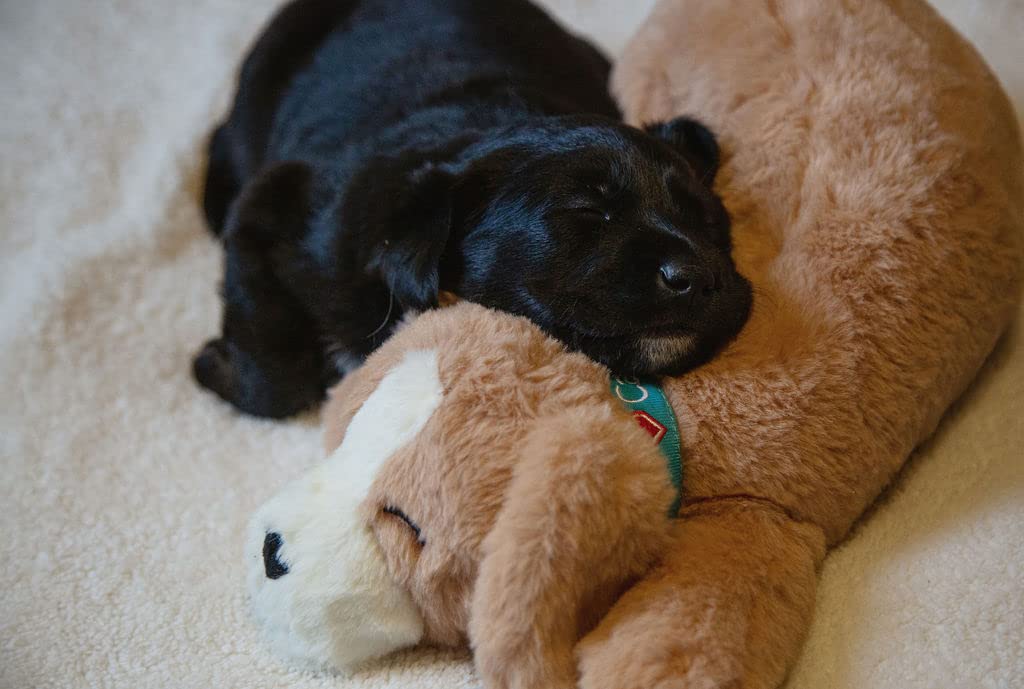 Regalo ideal de Calmeroos para dueños de mascotas, compañero calmante.