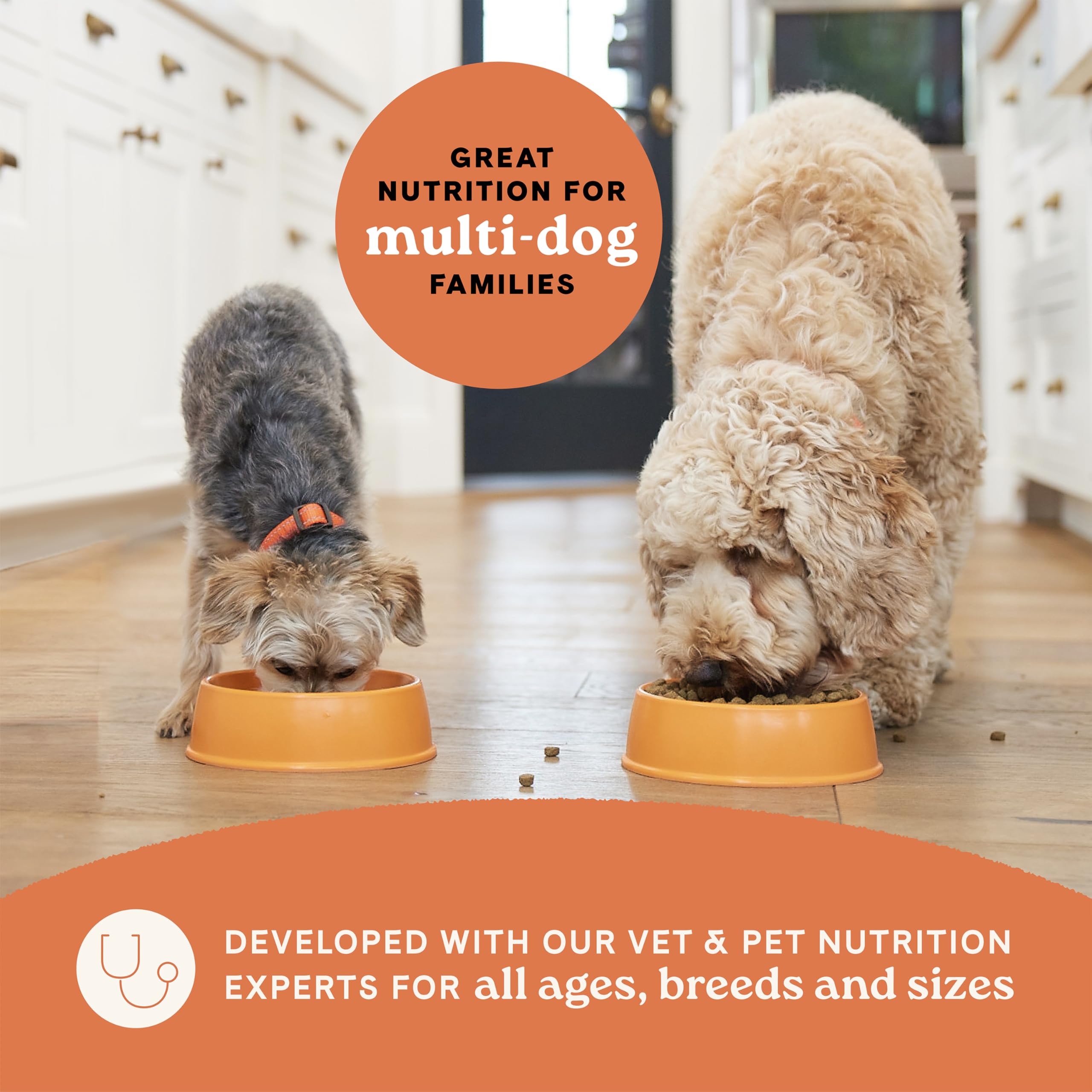 CANIDAE Todas las etapas 5 en 1 soluciones, salud digestiva e inmunitaria