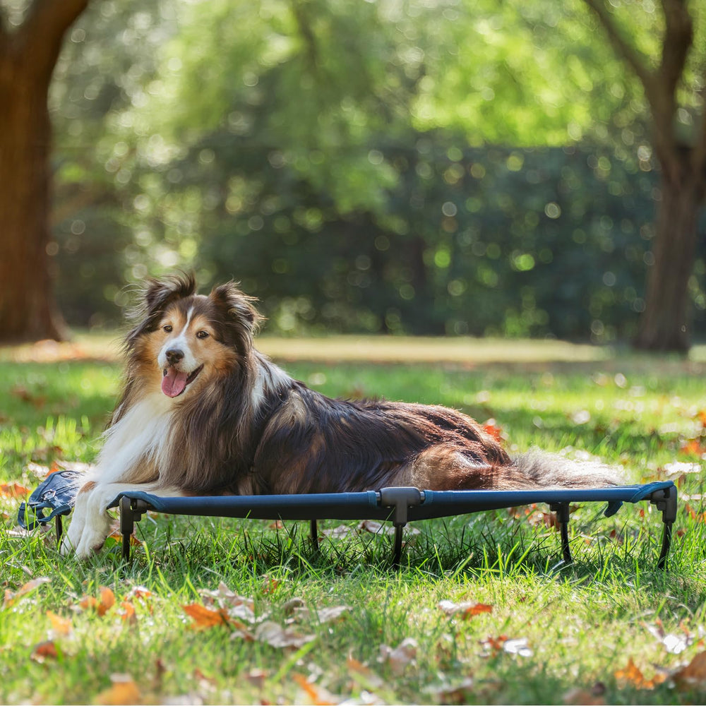 CANINE CANYON Daisy Cot: se pliega compactamente para almacenamiento sencillo