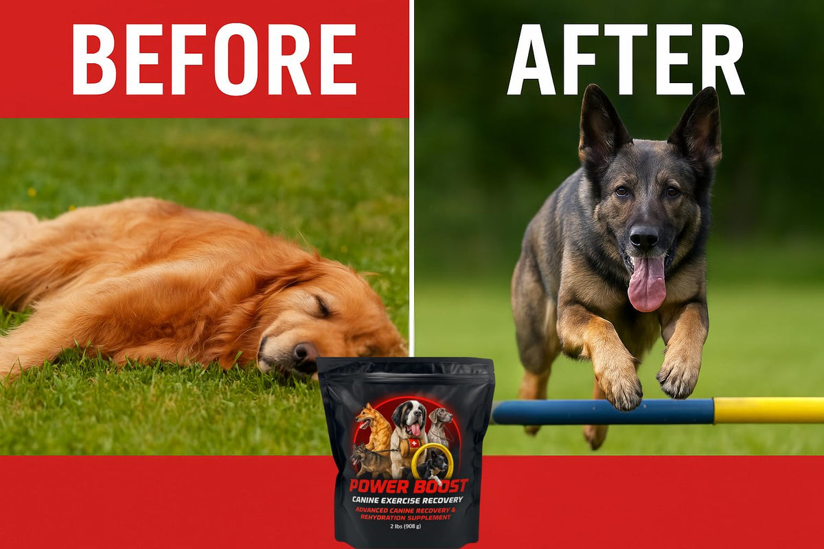 Power Boost de Canine Performance Nutrition, creatina y glutamina para recuperación muscular.