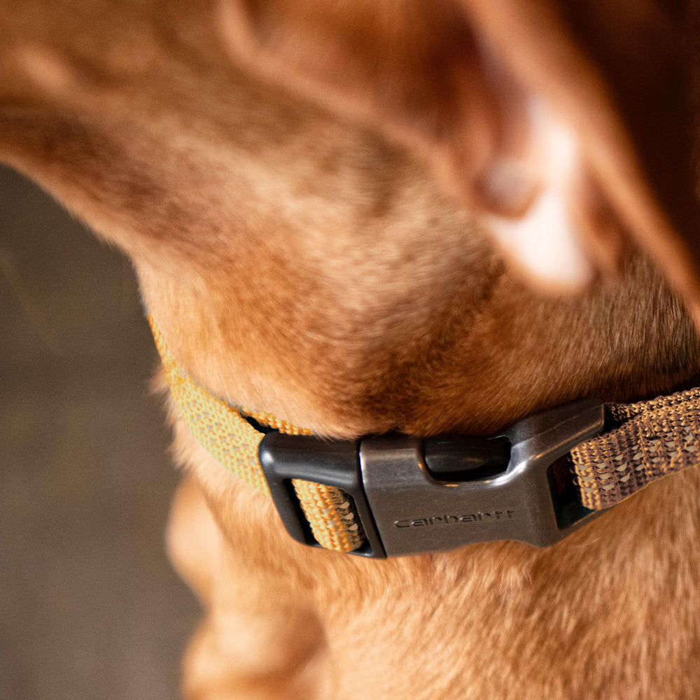Collar Carhartt de nylon duro, disponible en tallas M y L para perros activos.