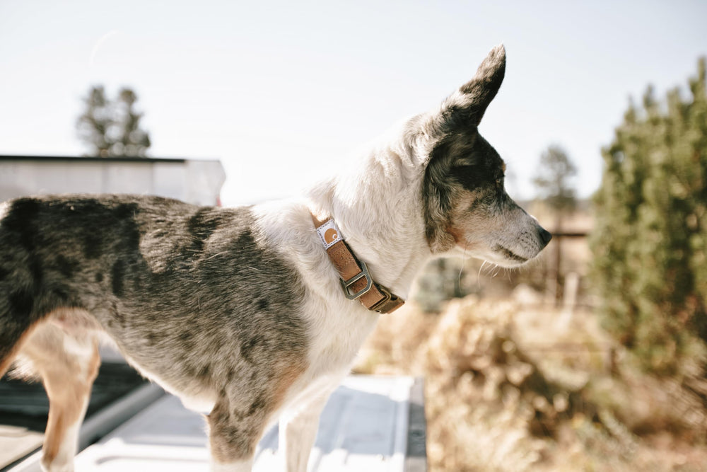materiales resistentes del collar Carhartt para aventuras al exterior