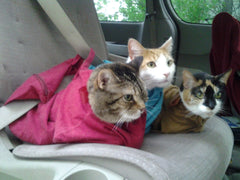 Cat-in-the-bag Cozy Comfort Carrier visto de perfil en lavanda, transporte cómodo y estable.
