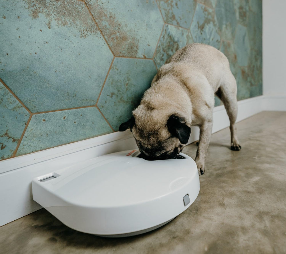 Cat Mate C500, ideal para alimentar dos gatos o un perro pequeño.