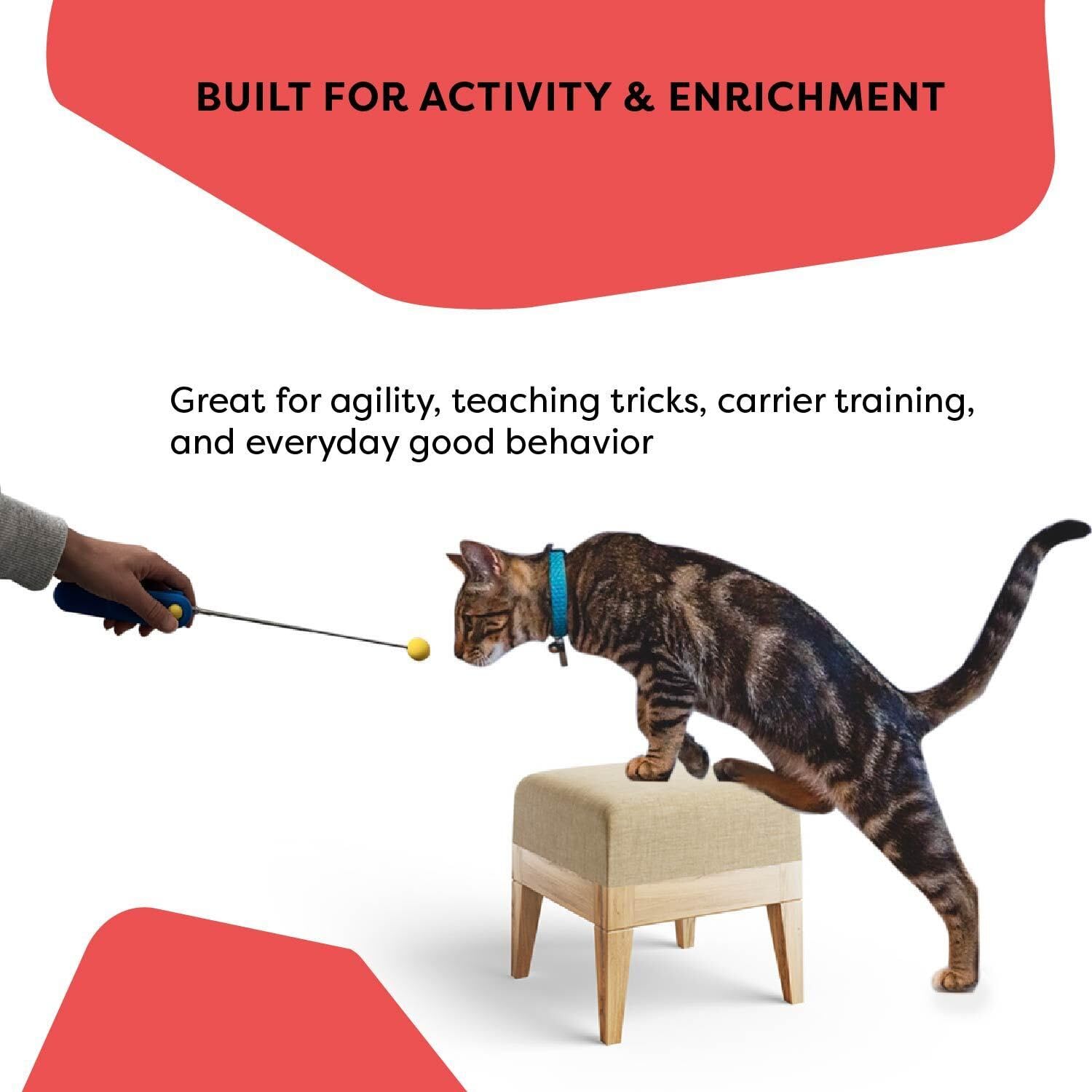 CAT SCHOOL manual ilustrado de 43 páginas para entrenamientos guiados