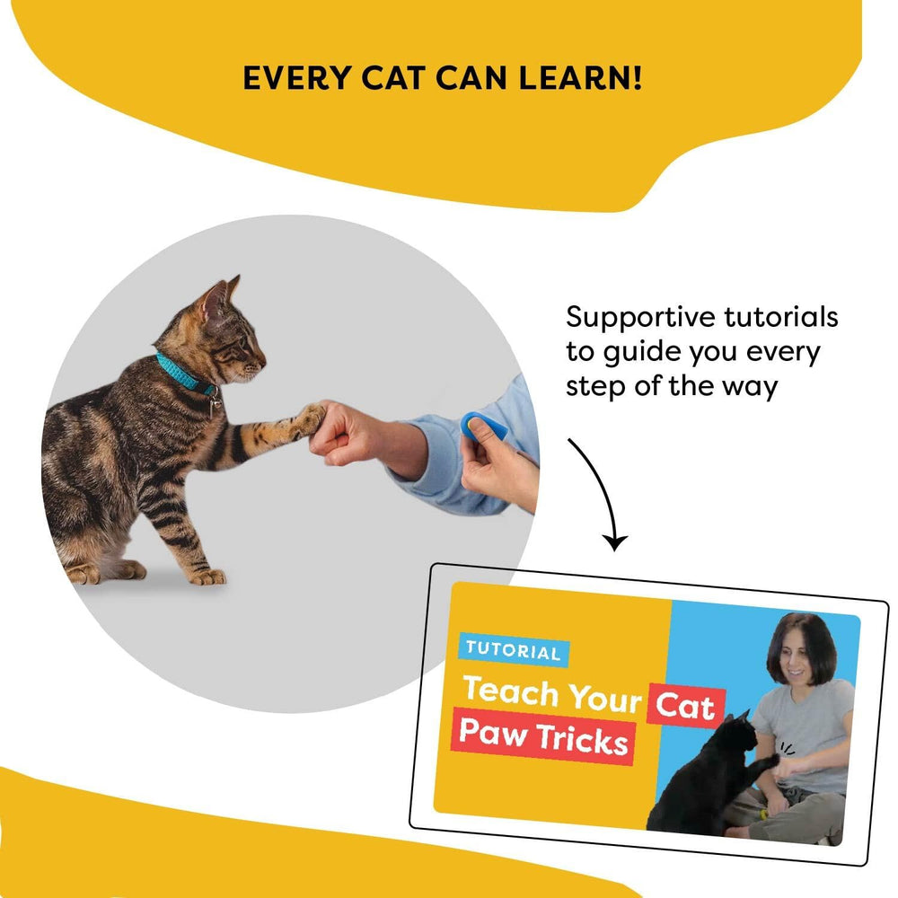 CAT SCHOOL tutoriales en video para aprender de un experto en comportamiento felino