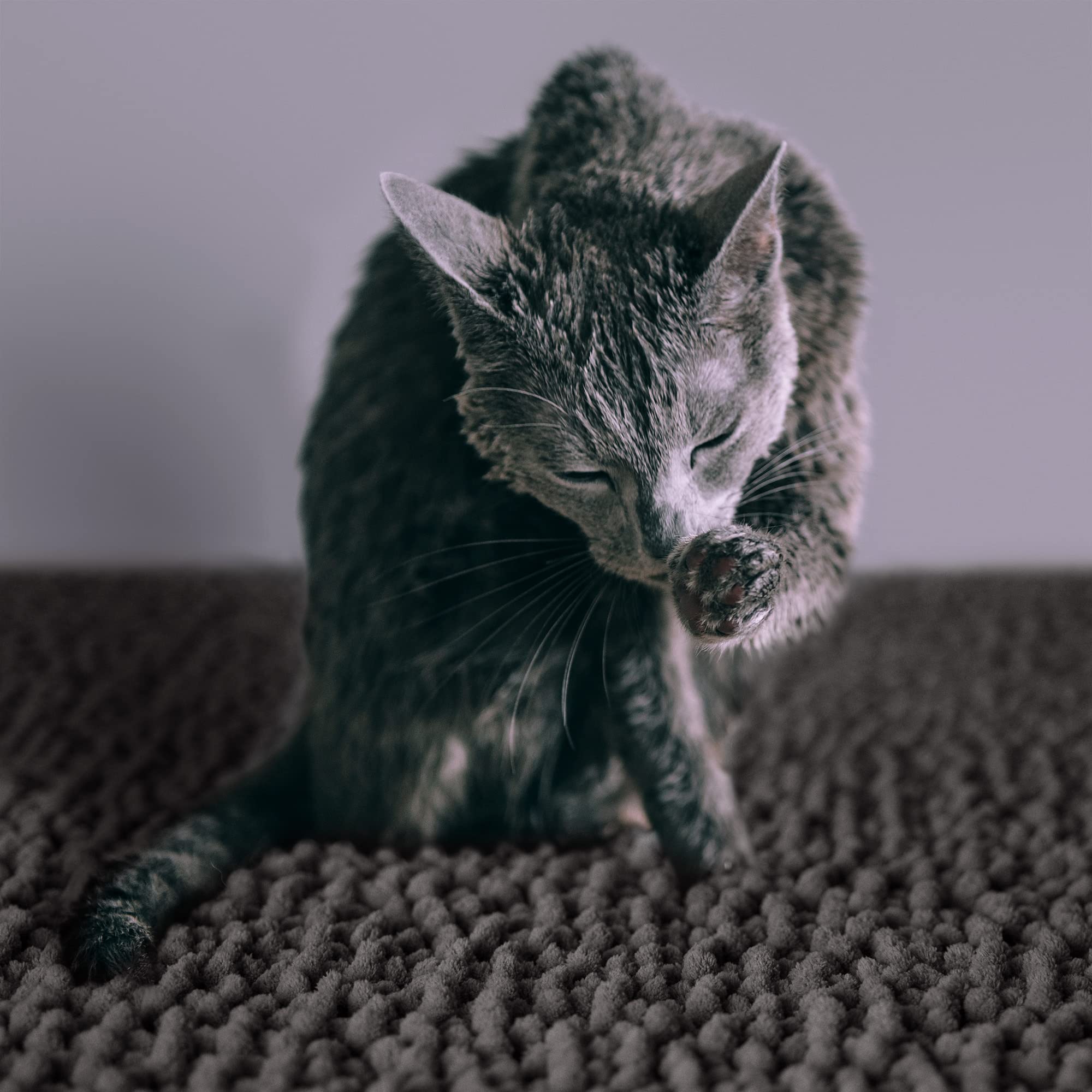 CatGuru Alfombrilla tamaño medio 24 x 20 pulgadas para areneros