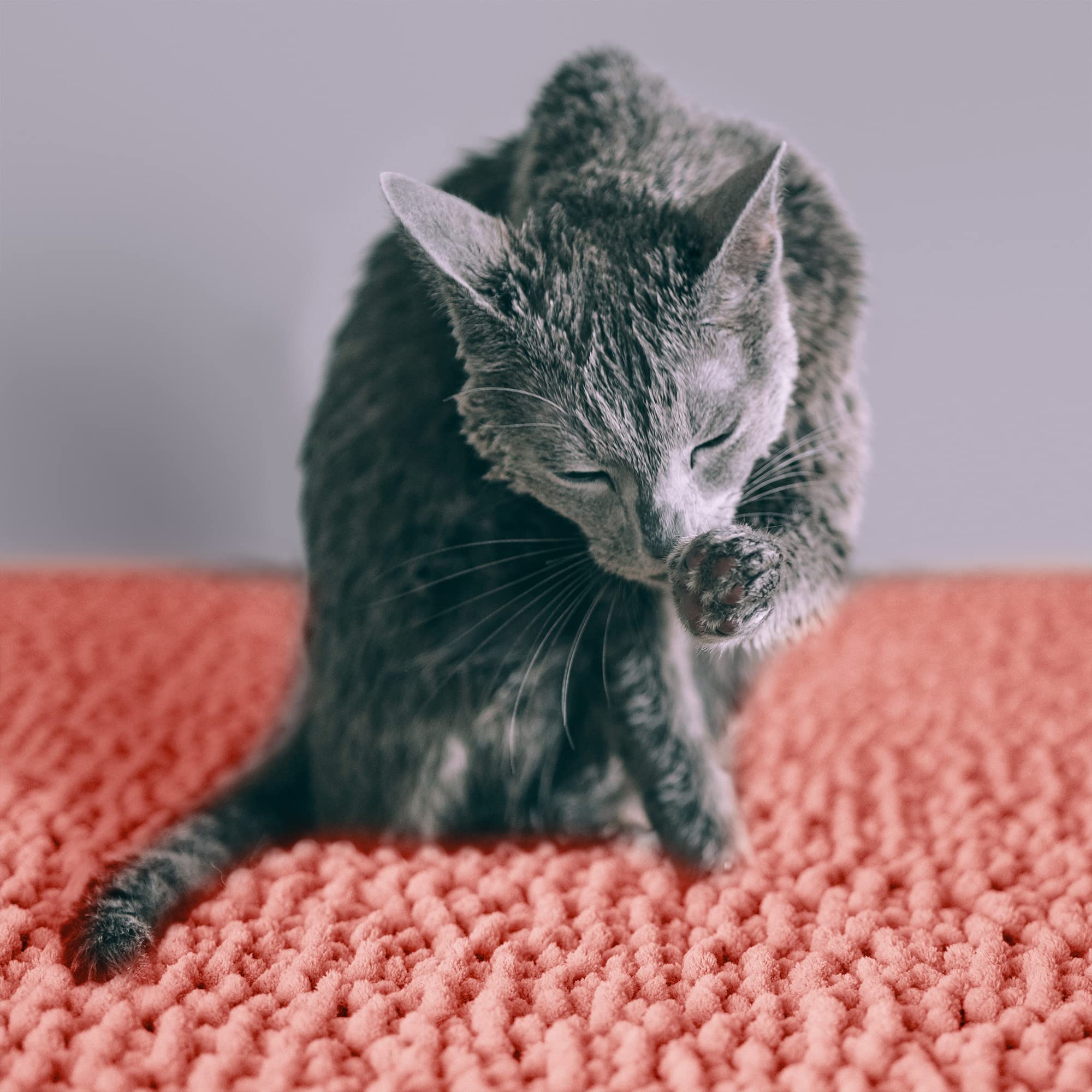 CatGuru microfibra suave limpia las patas del gato al salir.