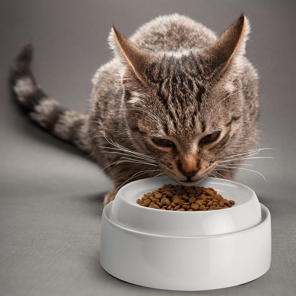 CatGuru comedero melamina sin bisfenol A: duradero y apto para uso diario