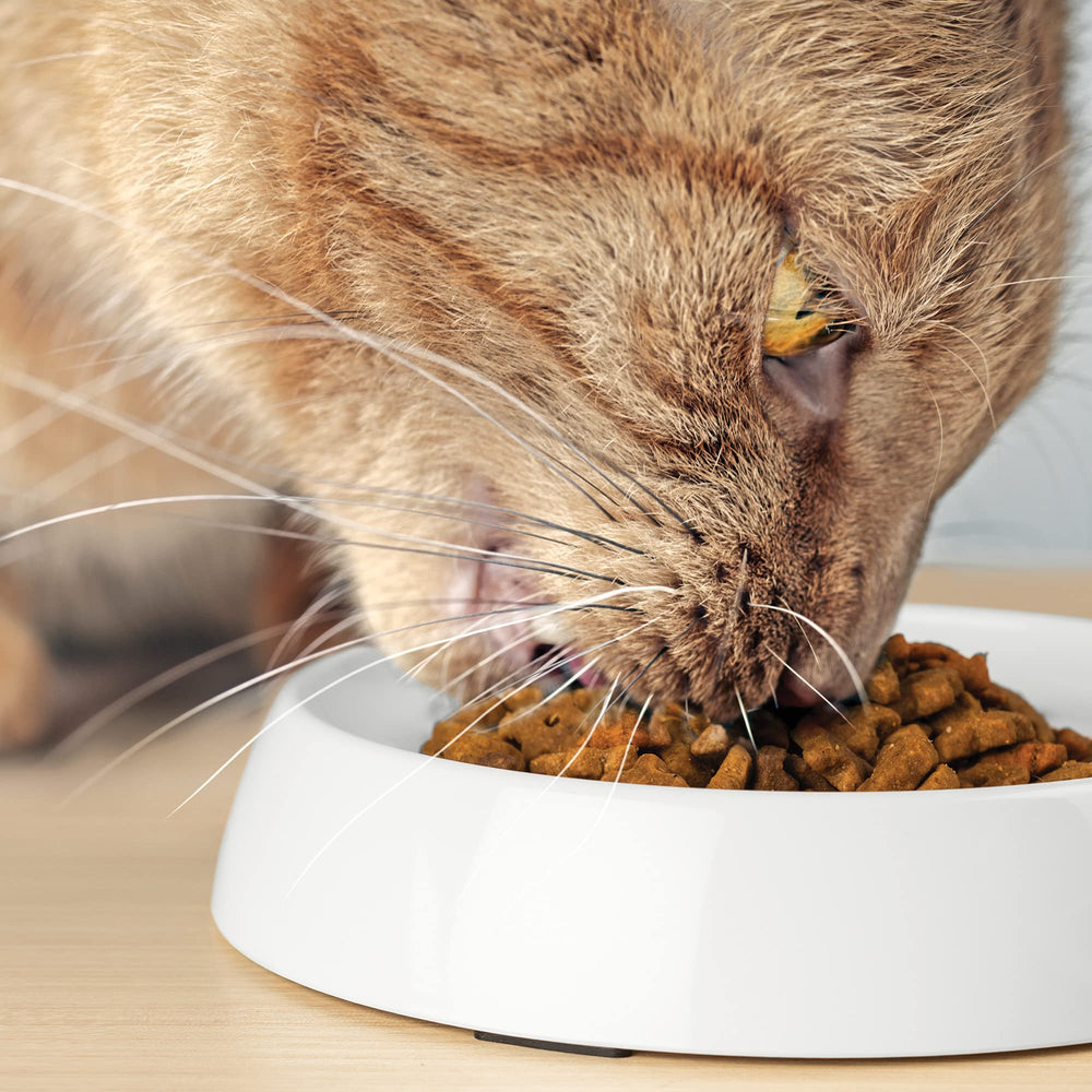 CatGuru pack 2 comederos Marshmallow: solución práctica para dos gatos