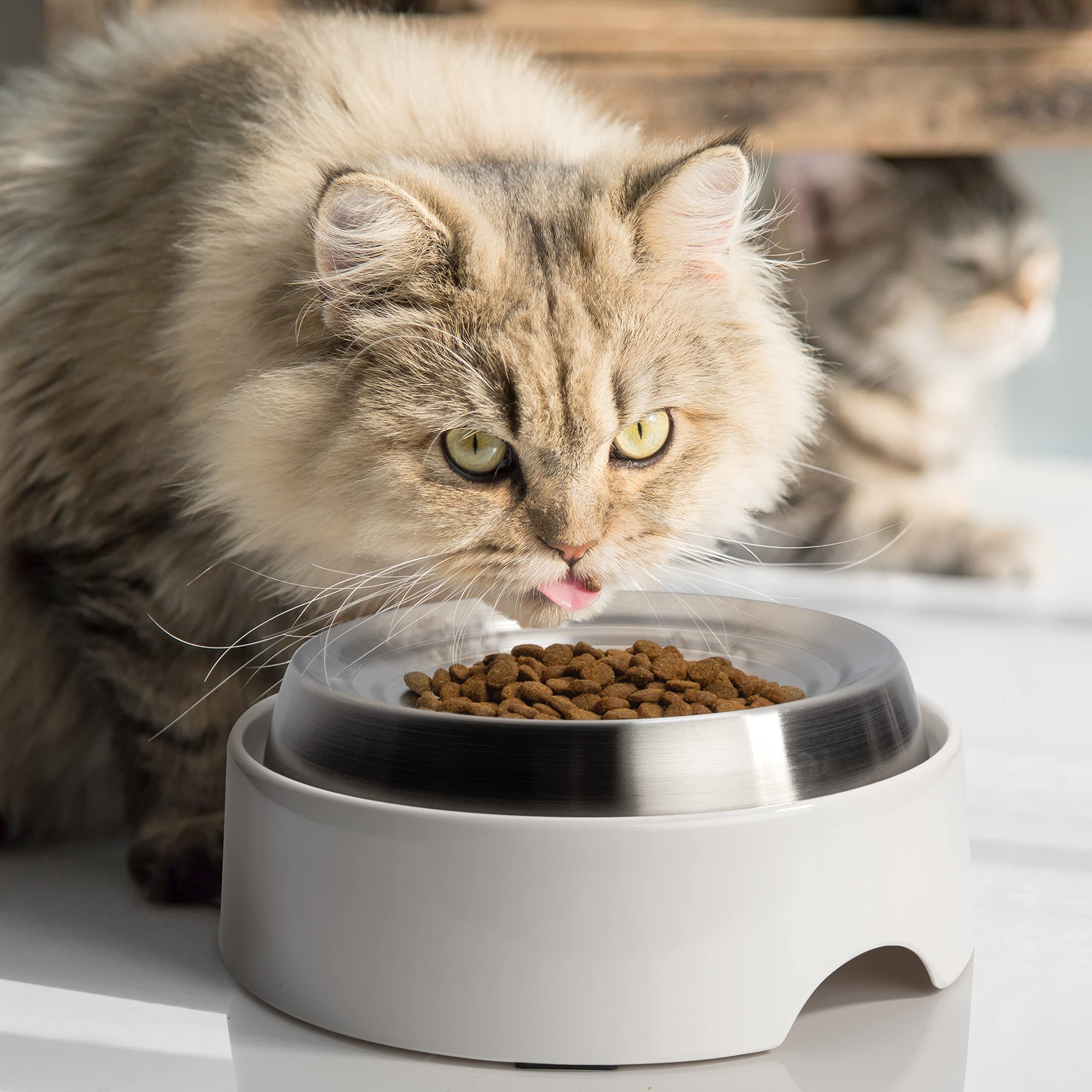 CatGuru diseño poco profundo, facilita la ingesta sin presión en los bigotes.