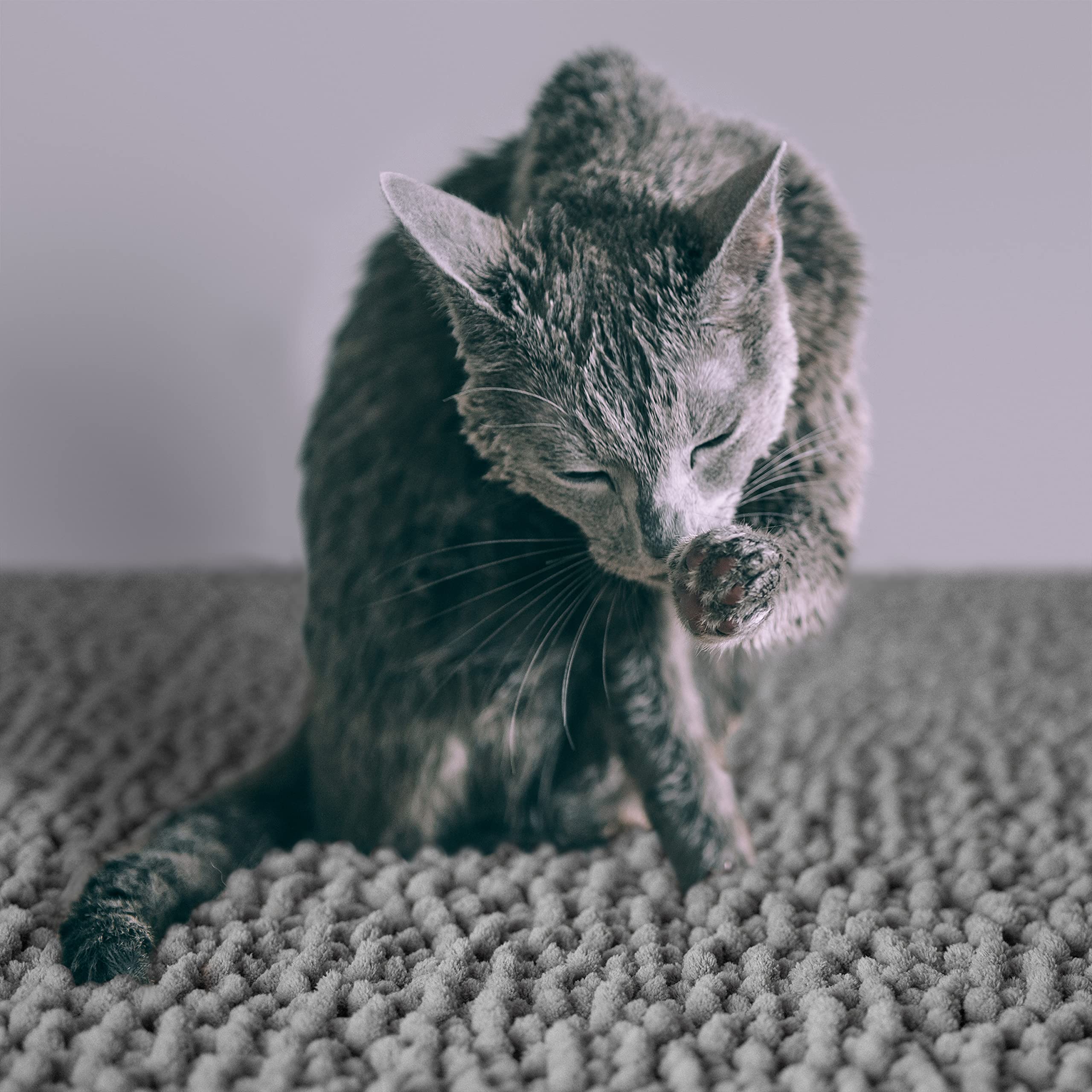 CatGuru tamaño XXL ofrece mayor cobertura en areneros grandes.