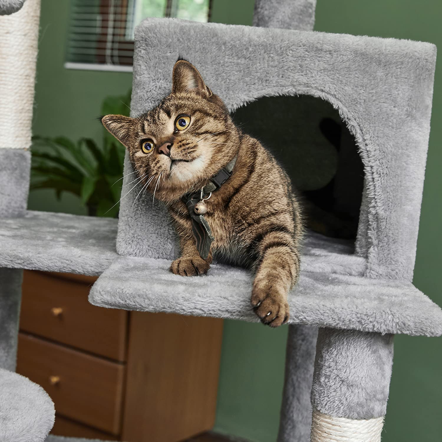 Catinsider juguetes cuerda bola: diversión adicional para sesiones de juego.