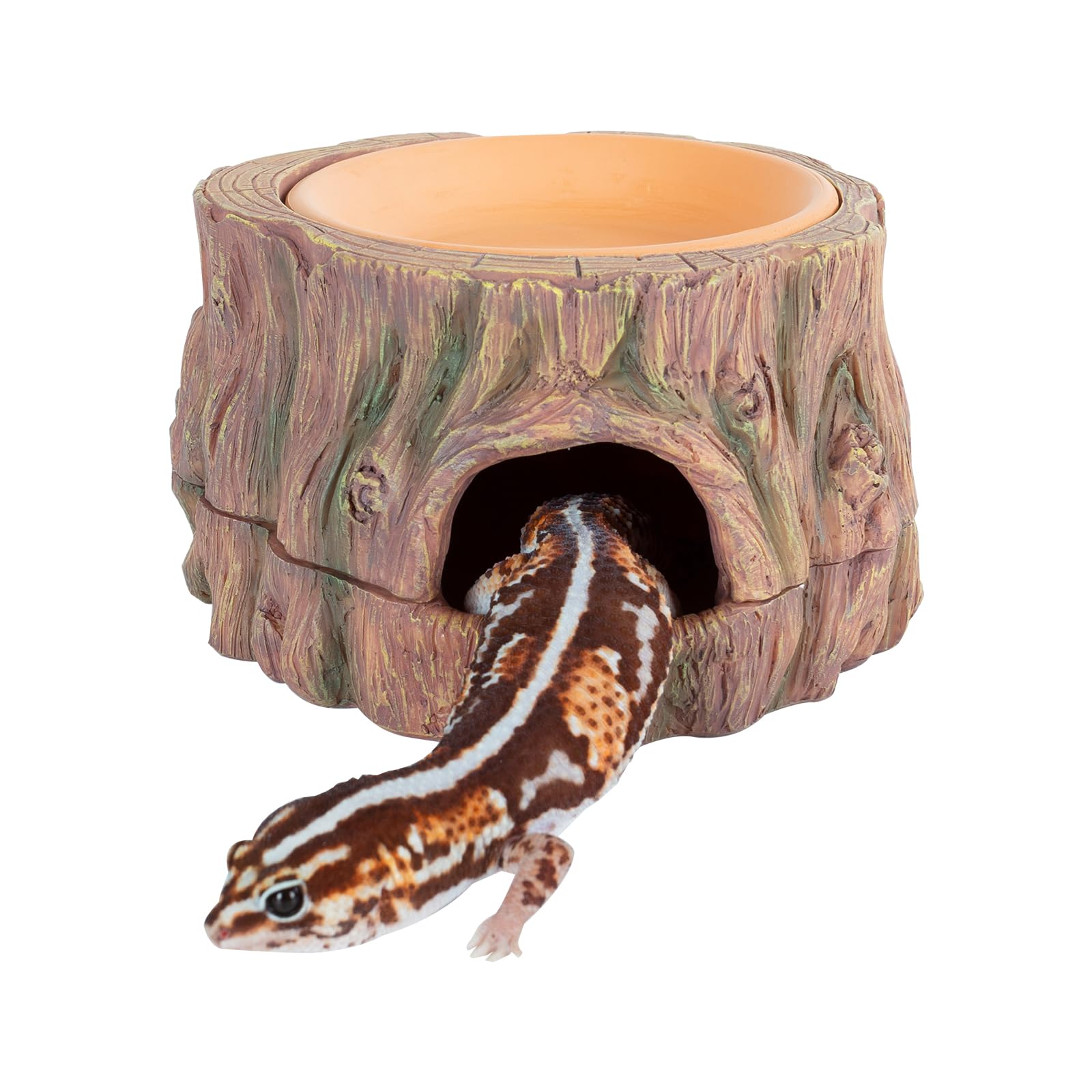 CAVACHEW cueva oculta árbol: refugio seguro para reptiles, ideal para descanso y exploración.