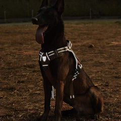 Arnés CBBPET arnes-frente-no-tira-clip, entrenamiento cómodo y control preciso.