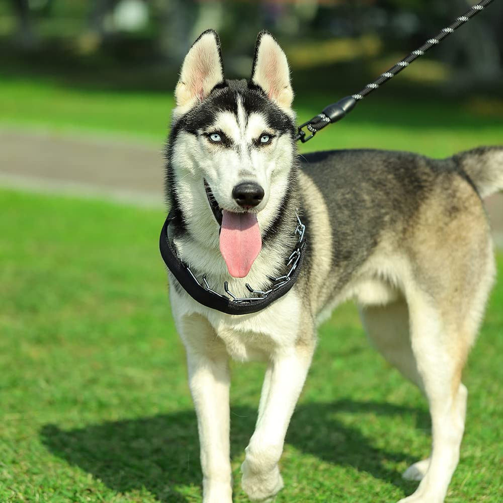 Entrenamiento controlado con collar de púas CBBPET para perros.