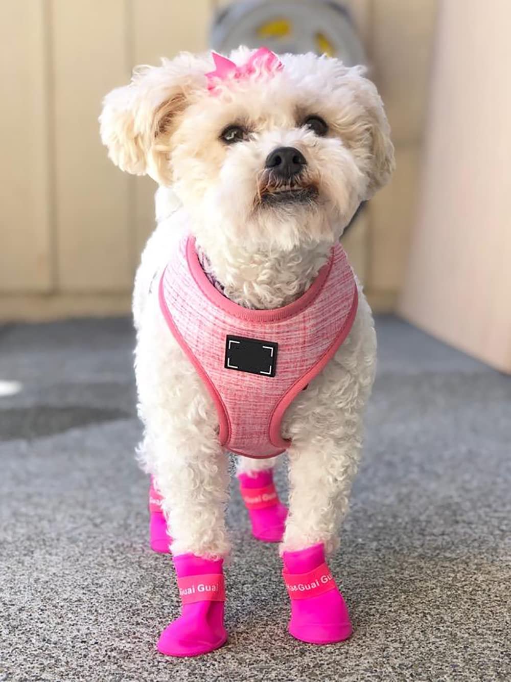 Cdycam botas lluvia para perro, mantiene patas limpias y secas.