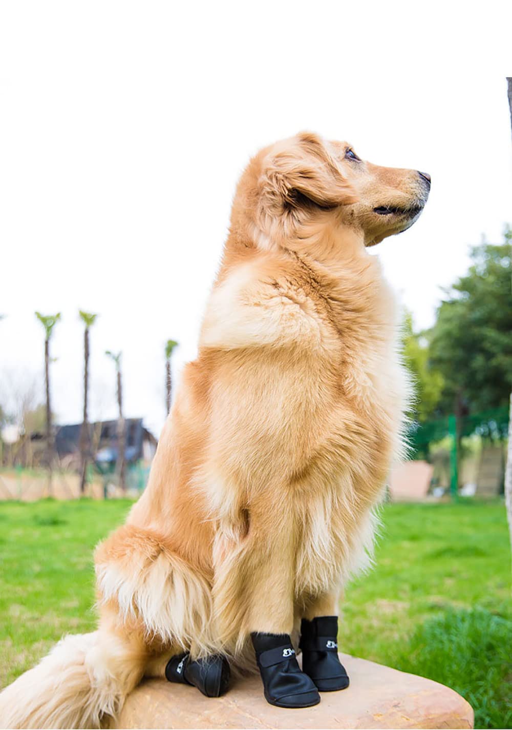 Cdycam calzado impermeable para perro, ideal para salidas al exterior.