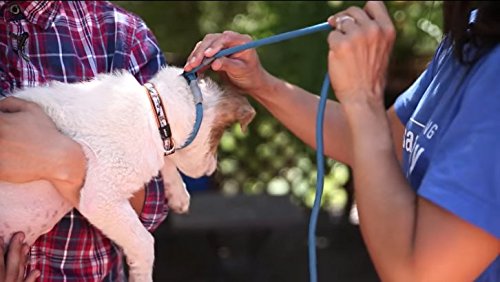 Cesar Millan Correa Deslizante, seguridad y comodidad para perros de todos los tamaños