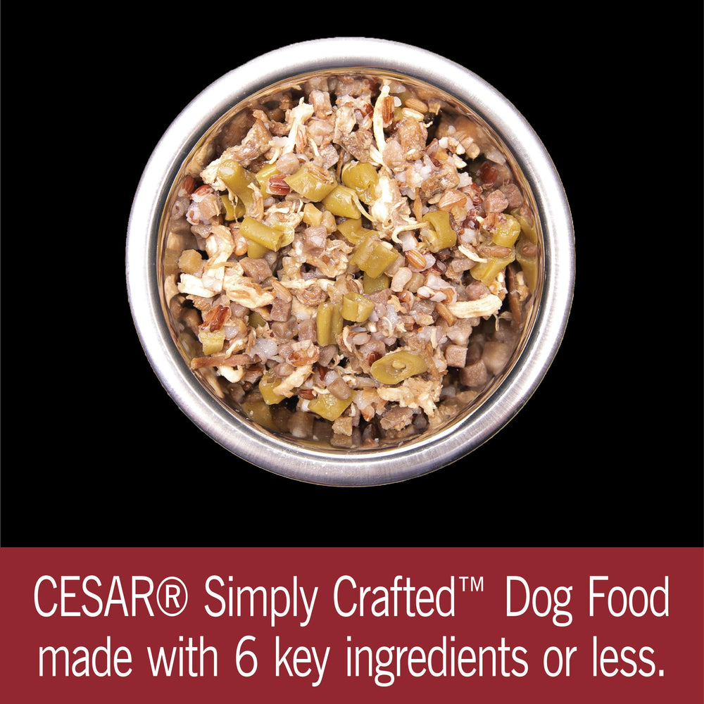 CESAR SIMPLY CRAFTED perro feliz disfrutando de una comida sabrosa y nutritiva.